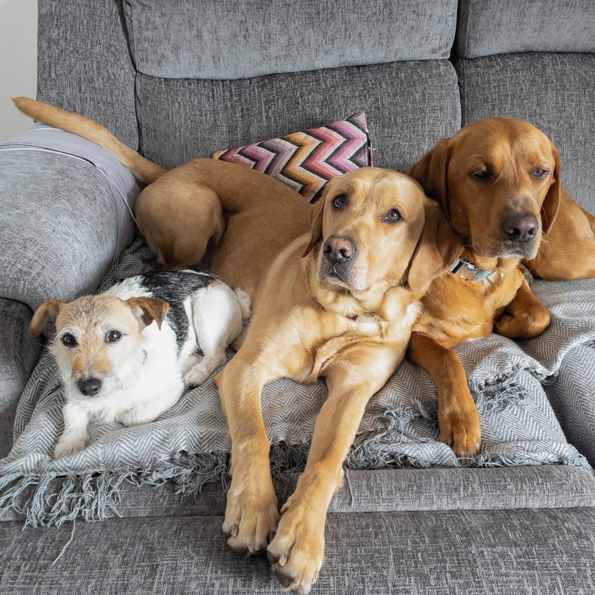 Three happy guests sharing the sofa