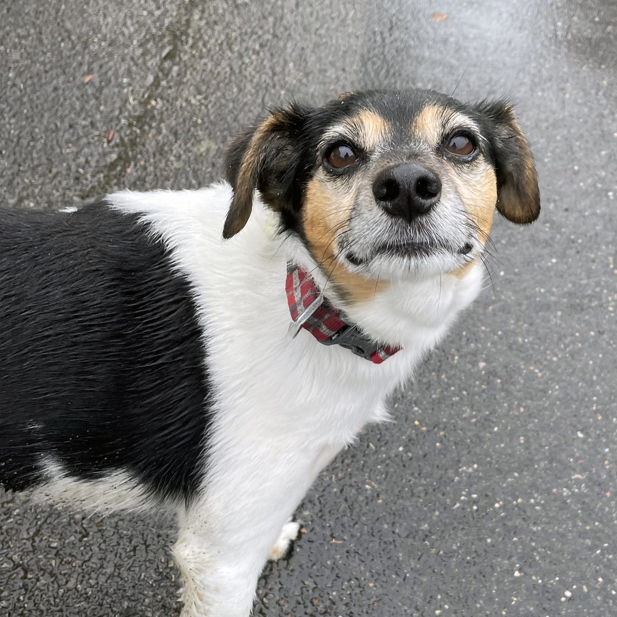 Beano, ears up and ready for a walk