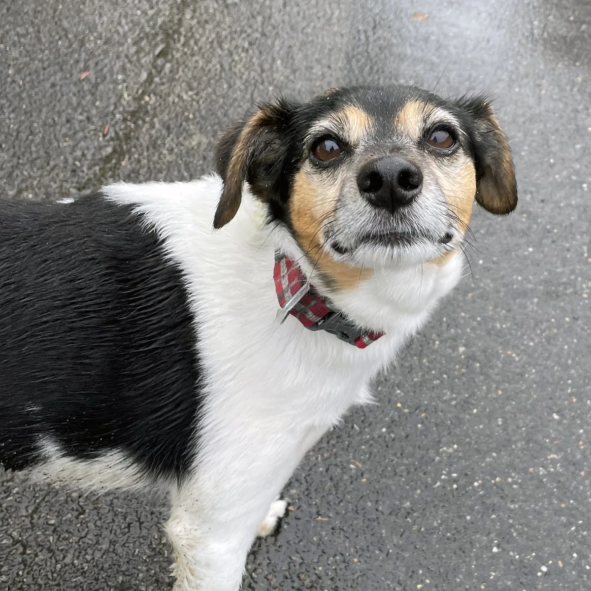 Beano, a happy Paw Power guest