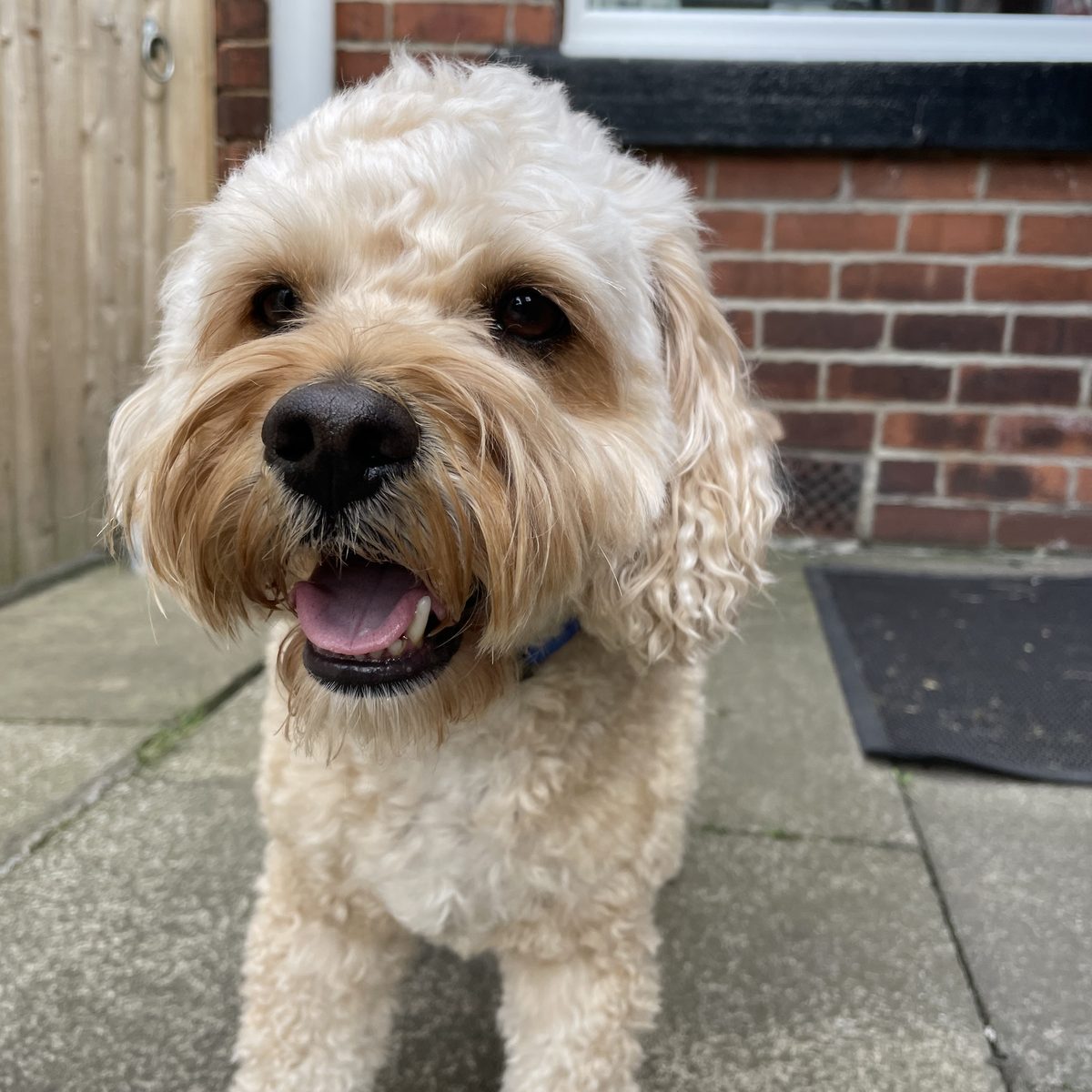 Benji, a happy Paw Power guest