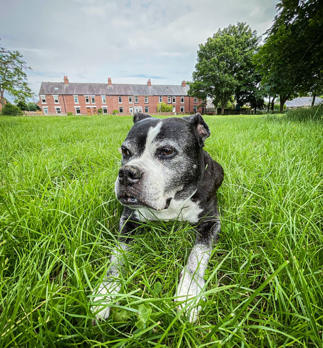 Charlotte, our beloved Staffie-Boxer