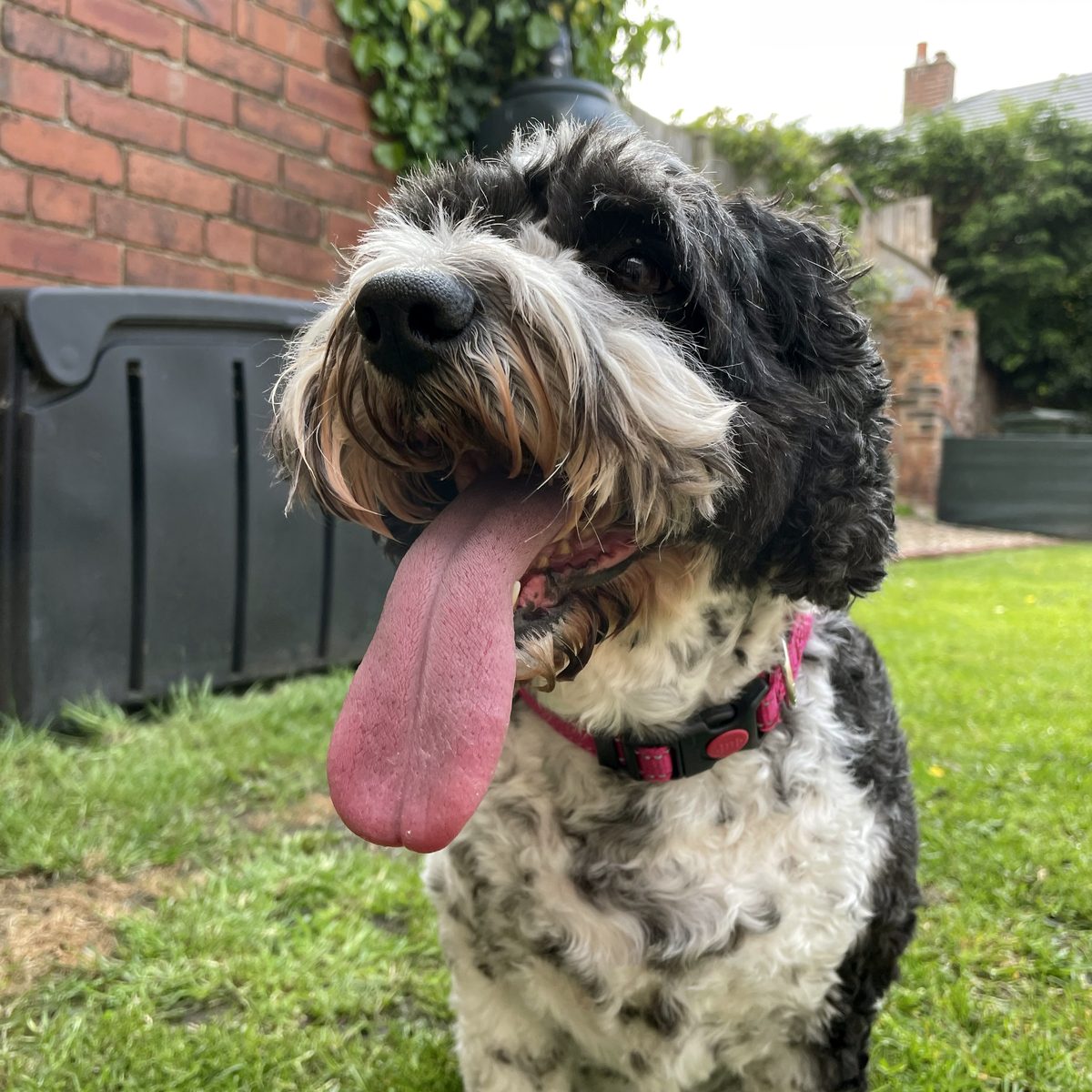 Molly, all smiles in the garden