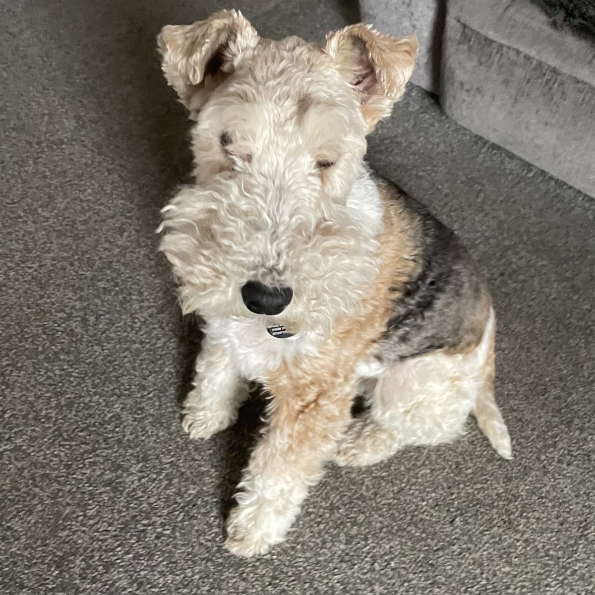 Nell relaxing indoors at home