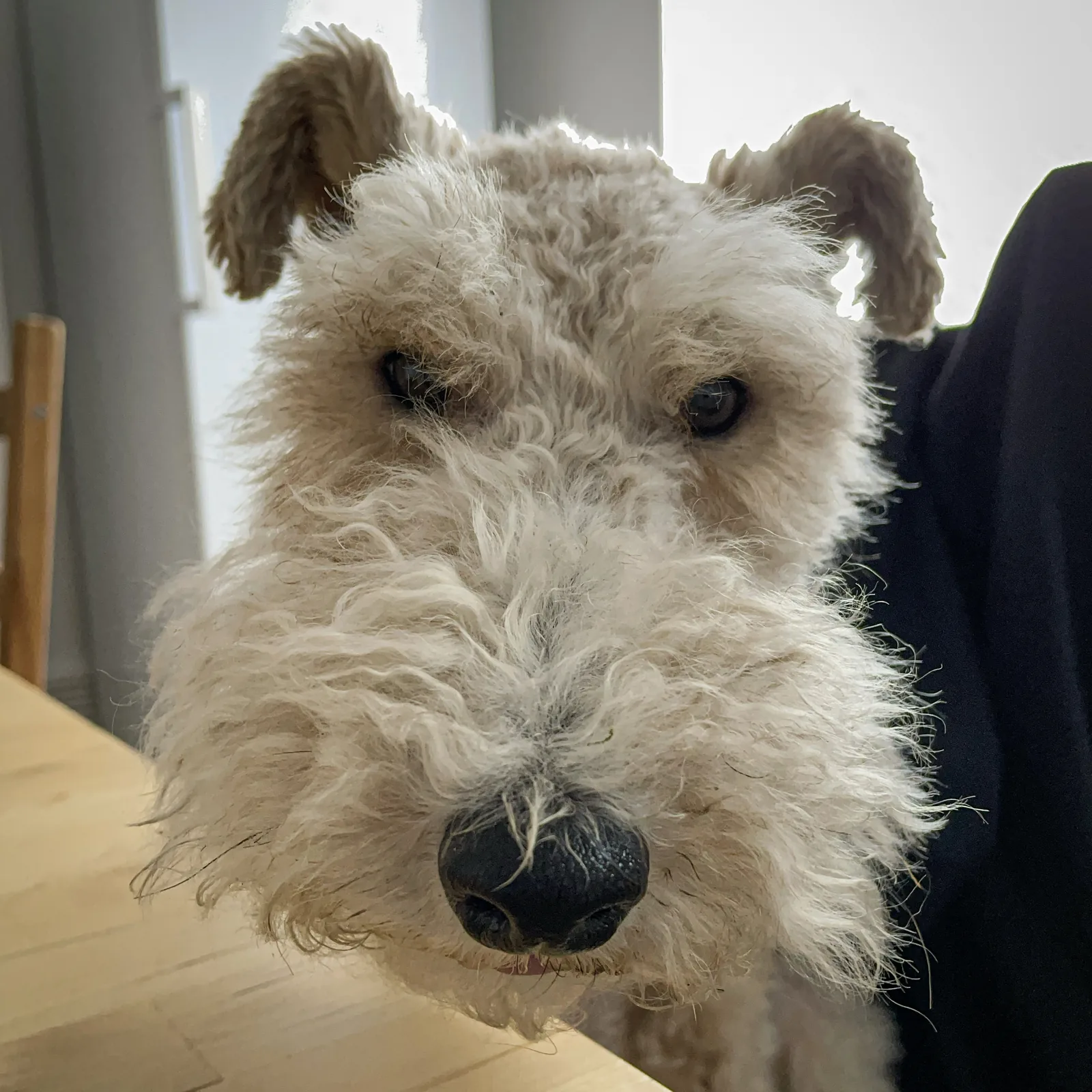 Nell relaxing indoors at home