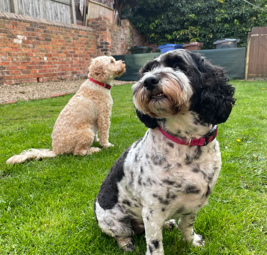 Two happy dogs in the garden at Paw Power
