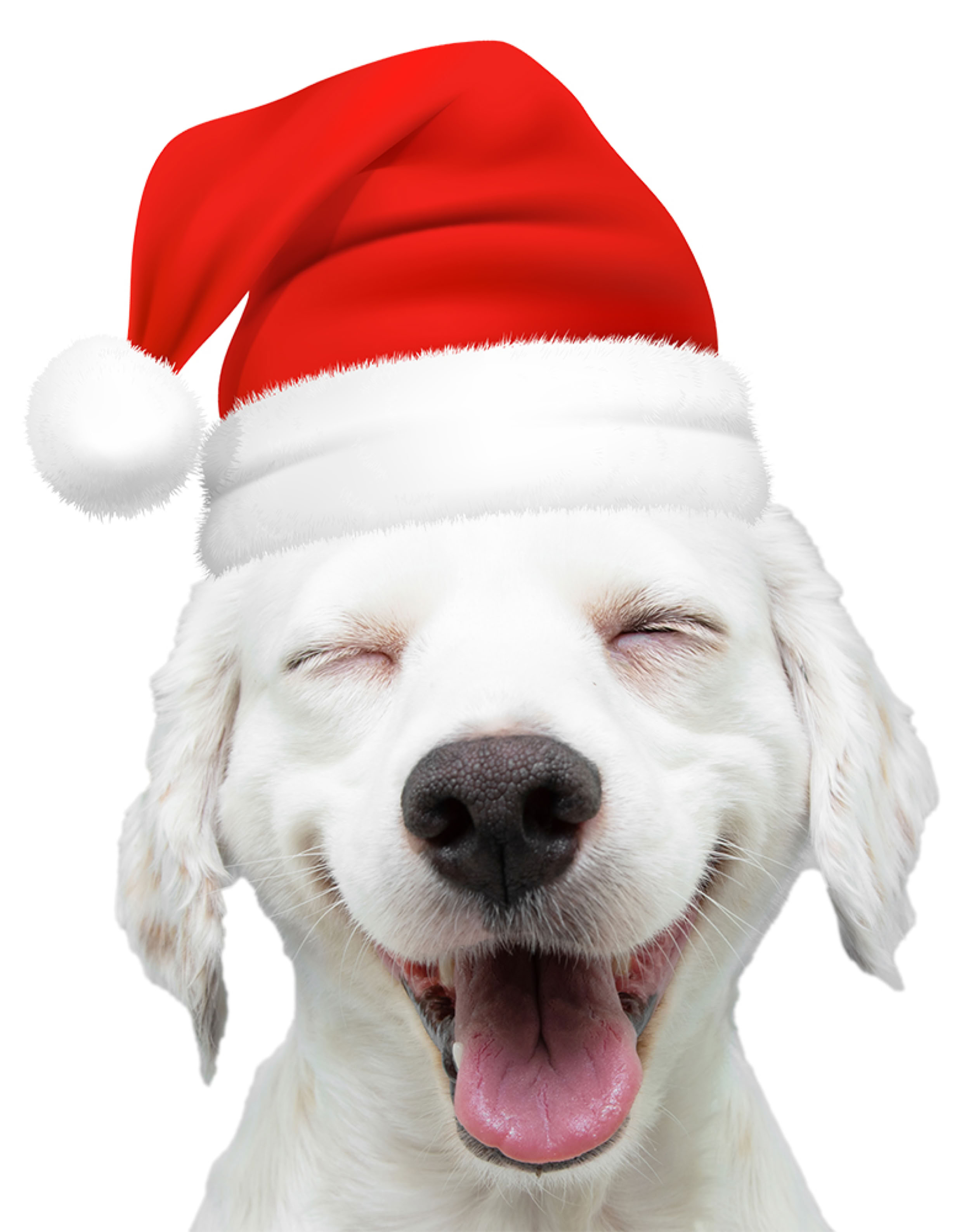 A happy dog wearing a Santa hat